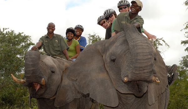 Elefantensafari in Südafrika