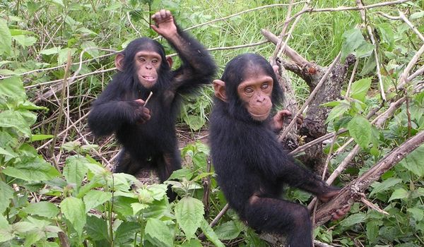 Chimp eden & Sudwala Caves Höhlen Tour